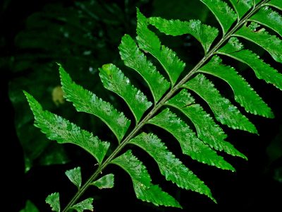 Hymenasplenium pseudobscurum, photographed by Jacy Chen
