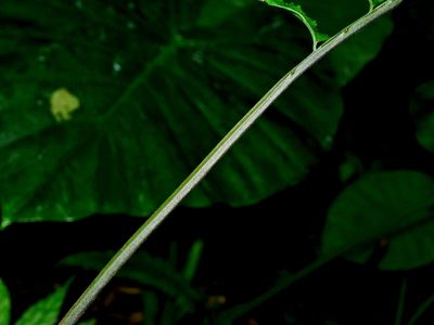 Hymenasplenium pseudobscurum, photographed by Jacy Chen