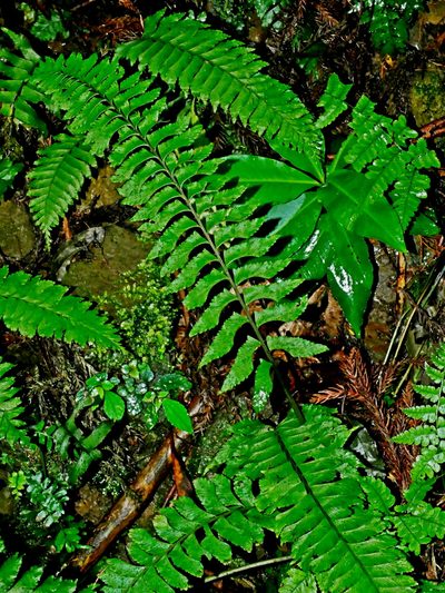 Hymenasplenium pseudobscurum, photographed by Jacy Chen