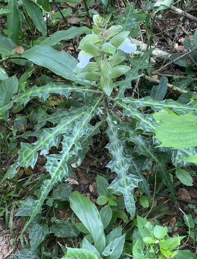 Acanthus guineensis, photographed by Jean-Paul Boerekamps