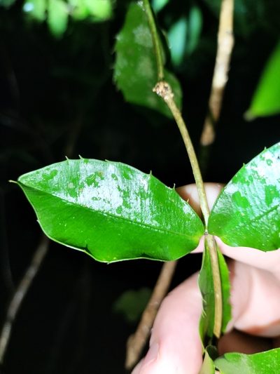 Alyxia ilicifolia, photographed by Matthew Borella