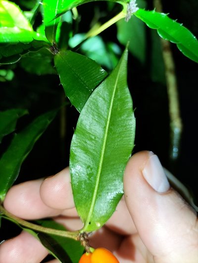 Alyxia ilicifolia, photographed by Matthew Borella