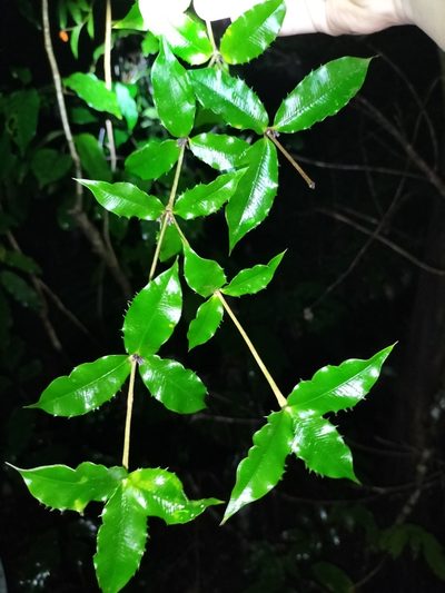 Alyxia ilicifolia, photographed by Matthew Borella