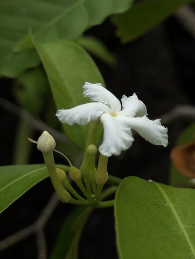 Melodinus orientalis, photographed by elawrey