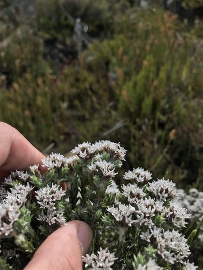 Metalasia strictifolia, photographed by Ren Hoekstra
