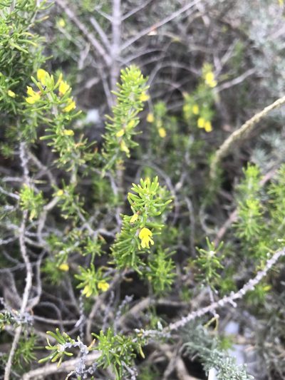 Aspalathus subtingens, photographed by rosshawkins