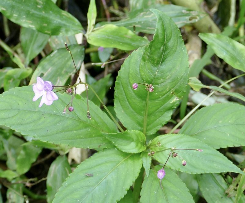 Impatiens kamerunensis, photographed by Jean-Paul Boerekamps