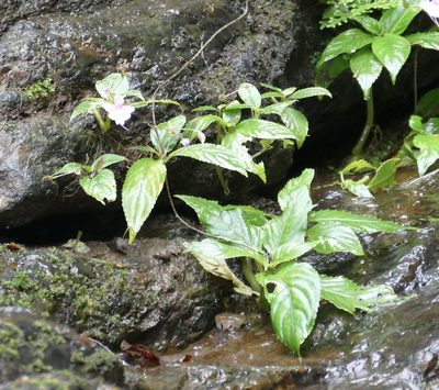 Impatiens kamerunensis, photographed by Jean-Paul Boerekamps