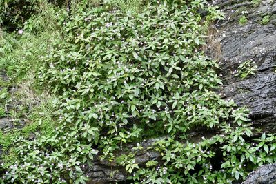 Impatiens kamerunensis, photographed by Jean-Paul Boerekamps