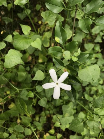 Jasminum angulare, photographed by rosshawkins