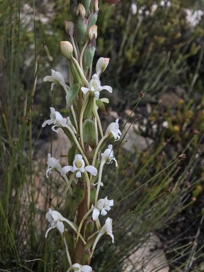 Satyrium eurycalcaratum, photographed by Ren Hoekstra