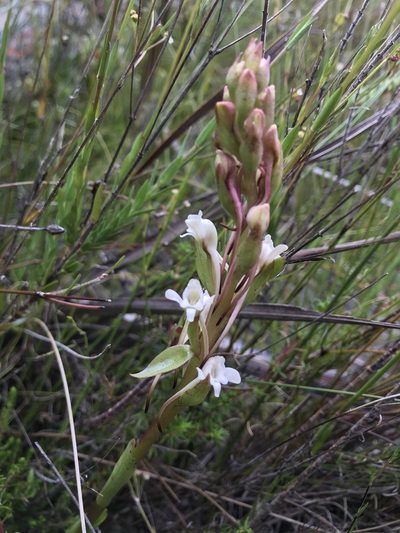 Satyrium eurycalcaratum, photographed by Ren Hoekstra