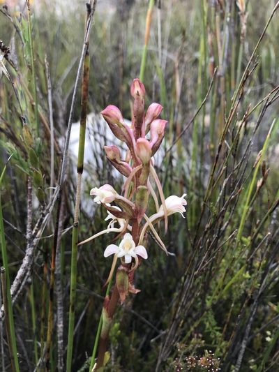 Satyrium eurycalcaratum, photographed by Ren Hoekstra