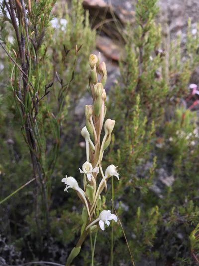 Satyrium eurycalcaratum, photographed by Ren Hoekstra