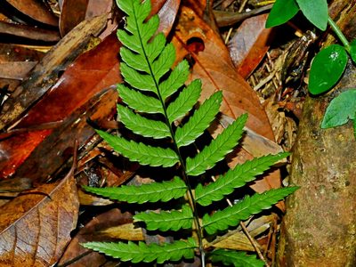 Diplazium fauriei, photographed by Jacy Chen