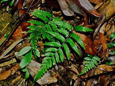 Diplazium fauriei, photographed by Jacy Chen