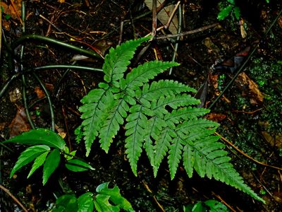Athyrium arisanense, photographed by Jacy Chen