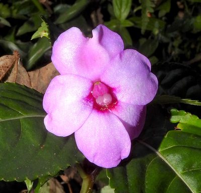 Impatiens flaccida, photographed by Hopeland