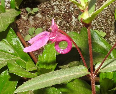 Impatiens chinensis, photographed by Hopeland