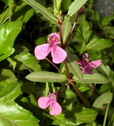 Impatiens chinensis, photographed by Hopeland