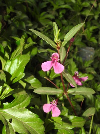 Impatiens chinensis, photographed by Hopeland