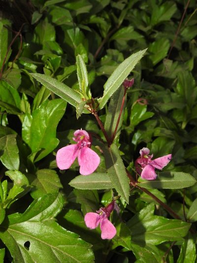 Impatiens chinensis, photographed by Hopeland