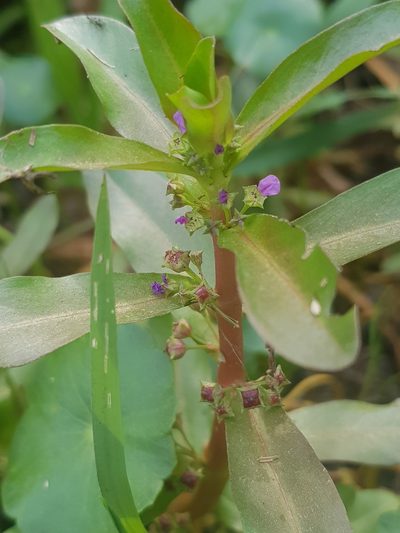 Ammannia crassicaulis, photographed by pbsg