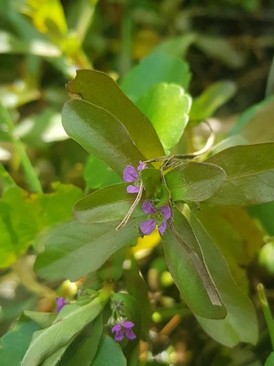 Ammannia crassicaulis, photographed by pbsg