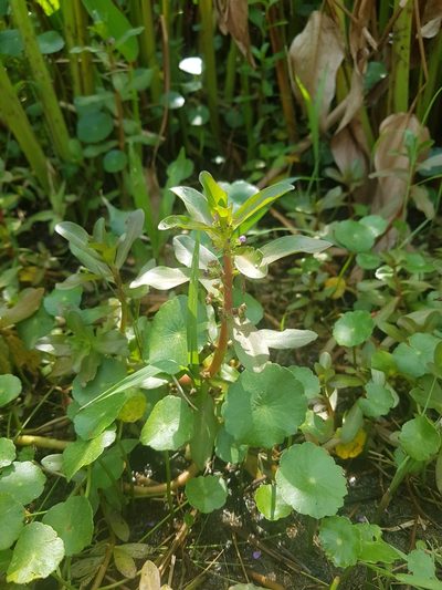 Ammannia crassicaulis, photographed by pbsg