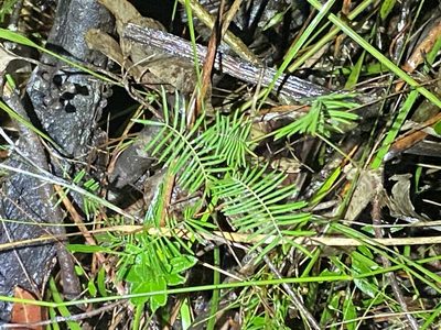 Gompholobium pinnatum, photographed by Greg Tasney
