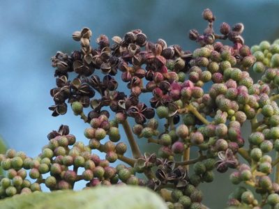 Zanthoxylum ailanthoides, photographed by 葉子