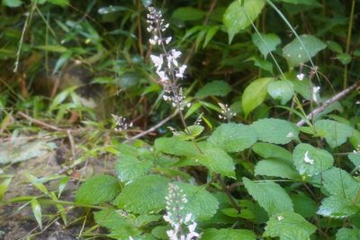 Plectranthus grallatus, photographed by Matthew Fainman