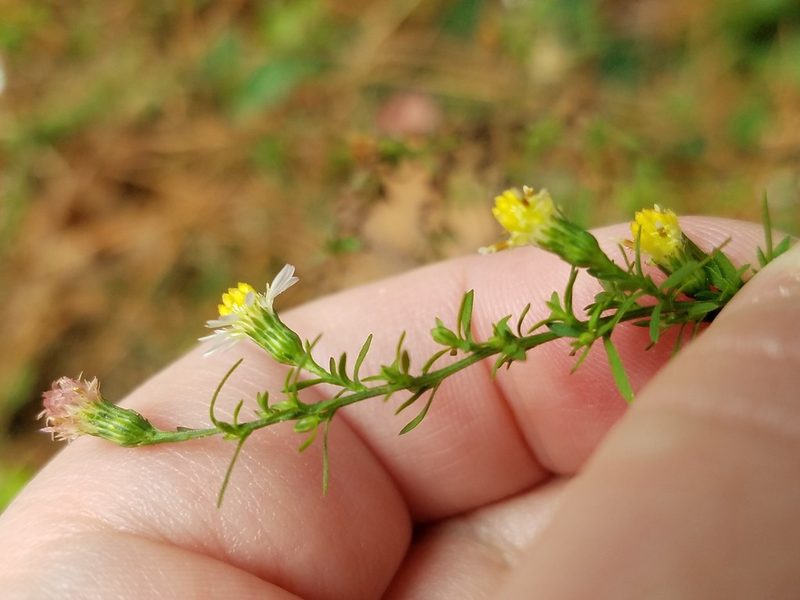 Symphyotrichum lateriflorum, photographed by Leila Dasher