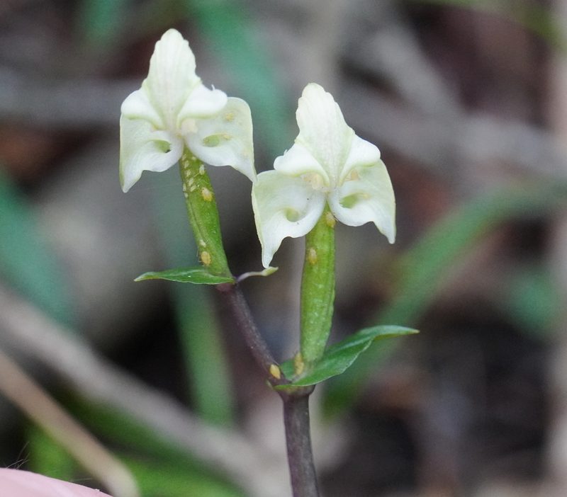 Disperis lindleyana, photographed by Matthew Fainman