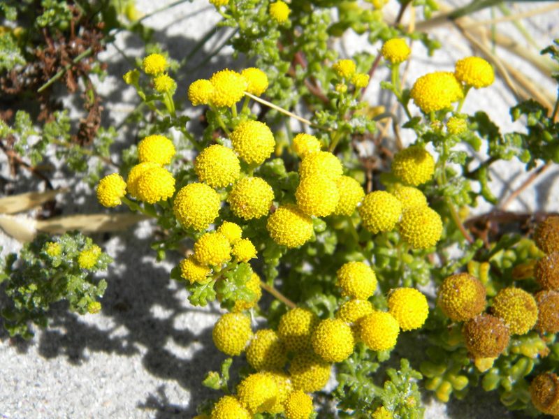 Oncosiphon sabulosus, photographed by Tim Kirsten