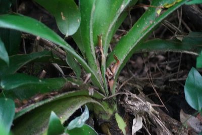 Haemanthus albiflos, photographed by Matthew Fainman