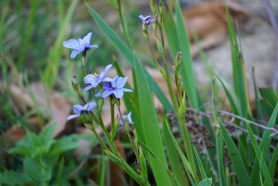Aristea ecklonii, photographed by Matthew Fainman