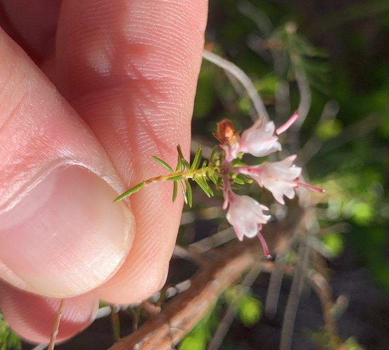 Erica brownleeae, photographed by Matthew Fainman