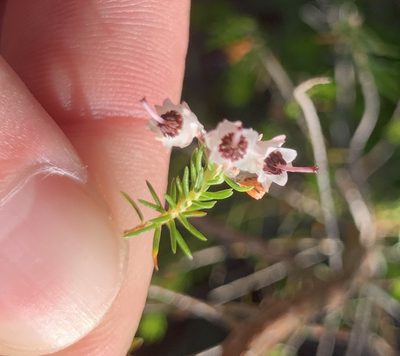 Erica brownleeae, photographed by Matthew Fainman