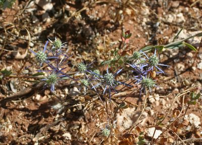 Eryngium tenue, photographed by Oleg Kosterin