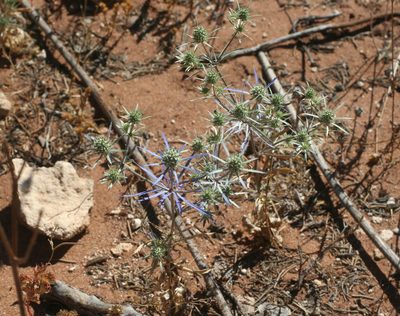 Eryngium tenue, photographed by Oleg Kosterin
