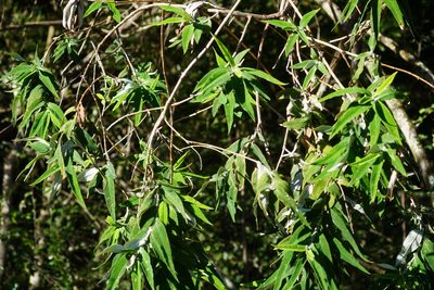 Buddleja salviifolia, photographed by Matthew Fainman