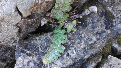 Cosentinia vellea, photographed by Yamil J.R