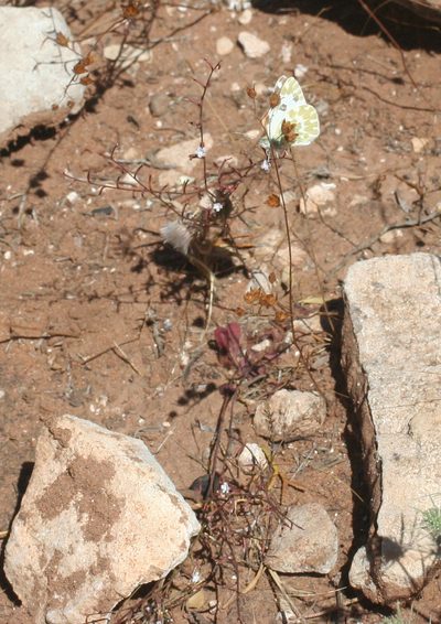 Limonium echioides, photographed by Oleg Kosterin