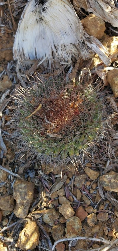 Mammillaria brandegeei, photographed by Asher Budnik