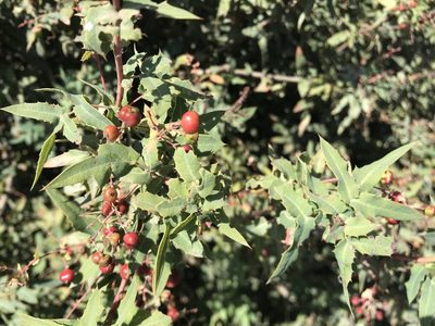 Berberis nevinii, photographed by Ingo Renner