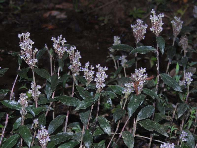 Floscopa scandens, photographed by Hopeland