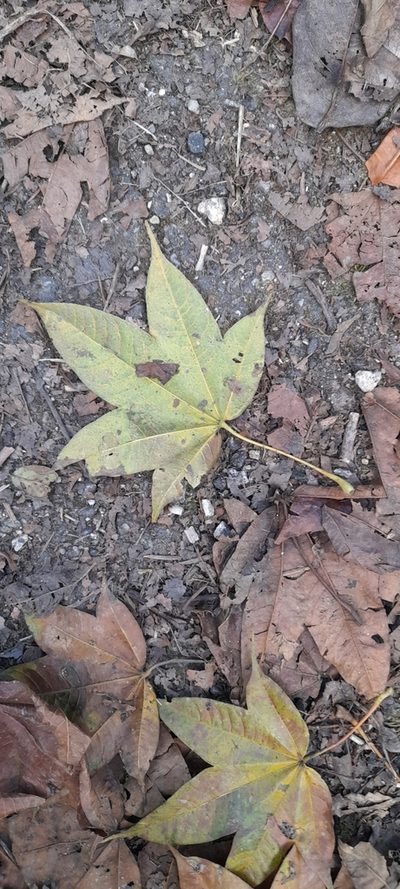 Acer campbellii, photographed by P Jeganathan