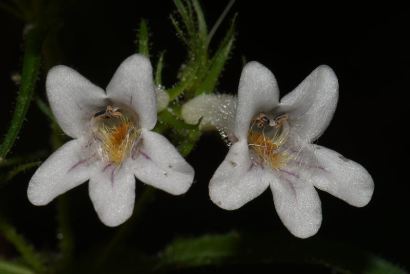 Penstemon kralii, photographed by Brian Finzel