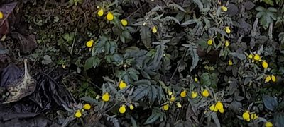 Calceolaria tripartita, photographed by P Jeganathan